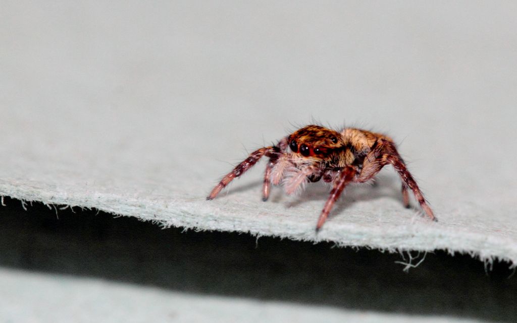 Salticidae da Id (PRMSRM)